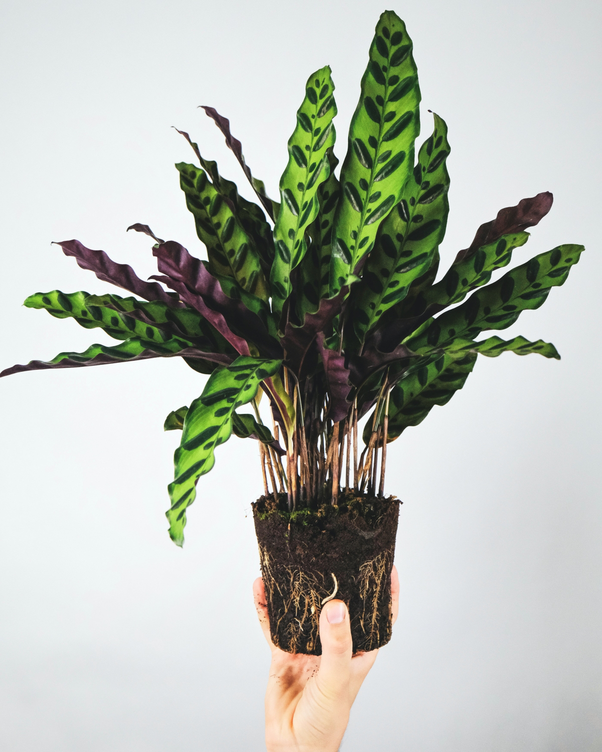 are calathea plants toxic to cats