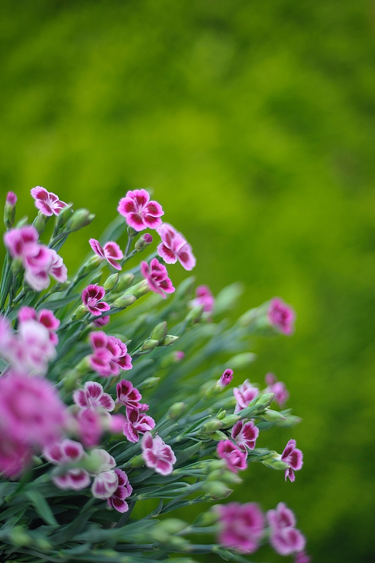 are carnations perennials