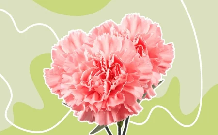 are carnations poisonous to cats