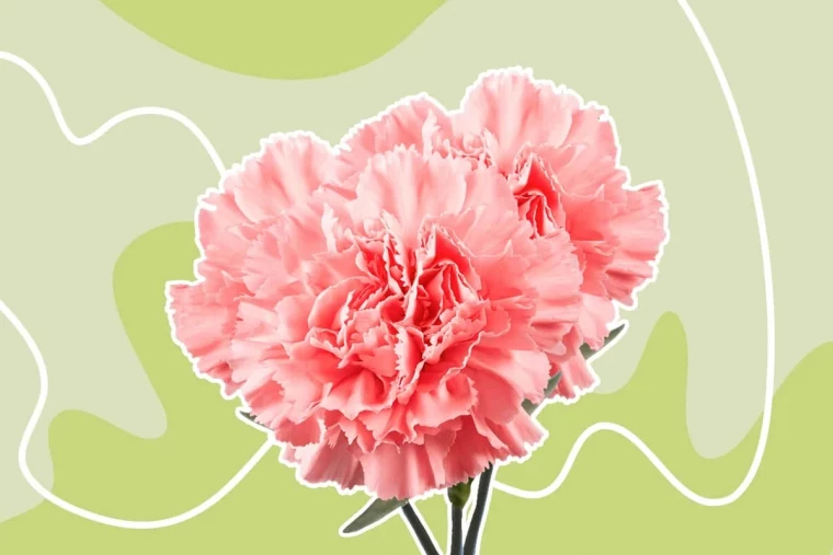 are carnations poisonous to cats