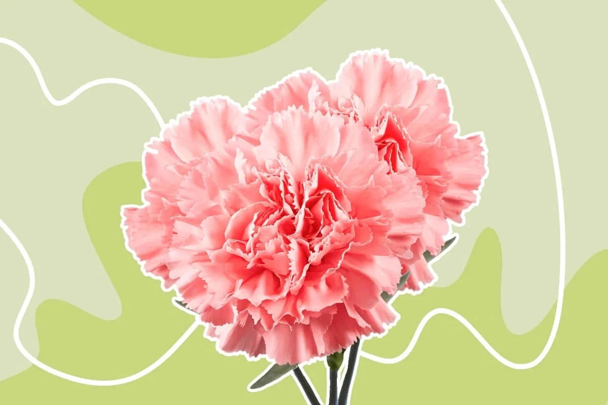Caring for Carnations: A Comprehensive Guide, Ideal for Beginners