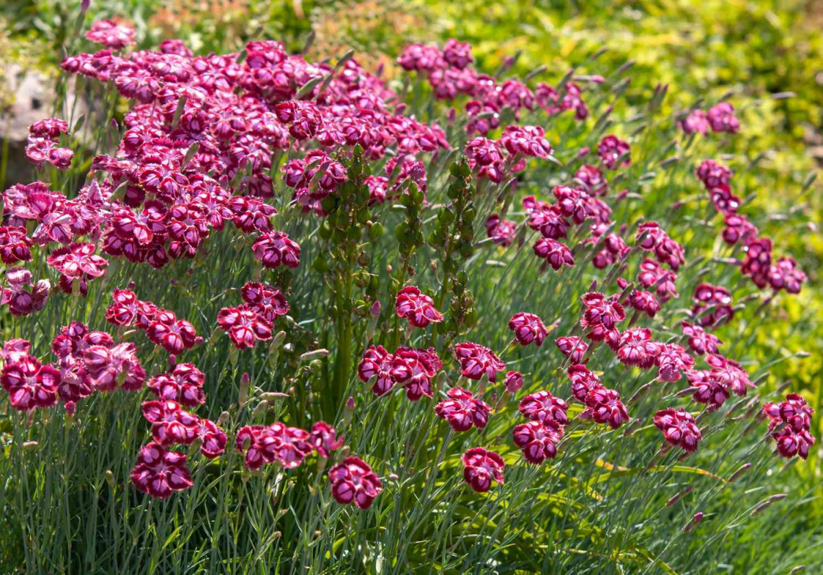 are carnations toxic for cats