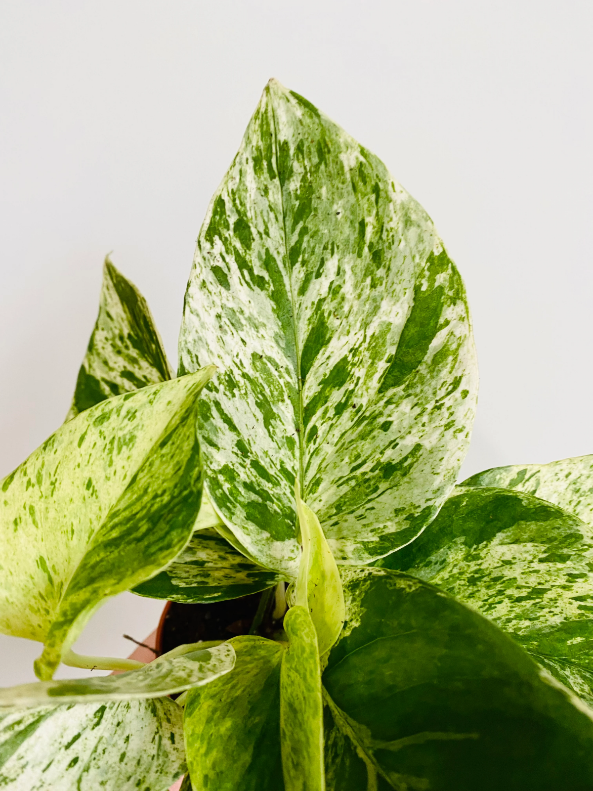 are marble queen pothos toxic to dogs.jpg