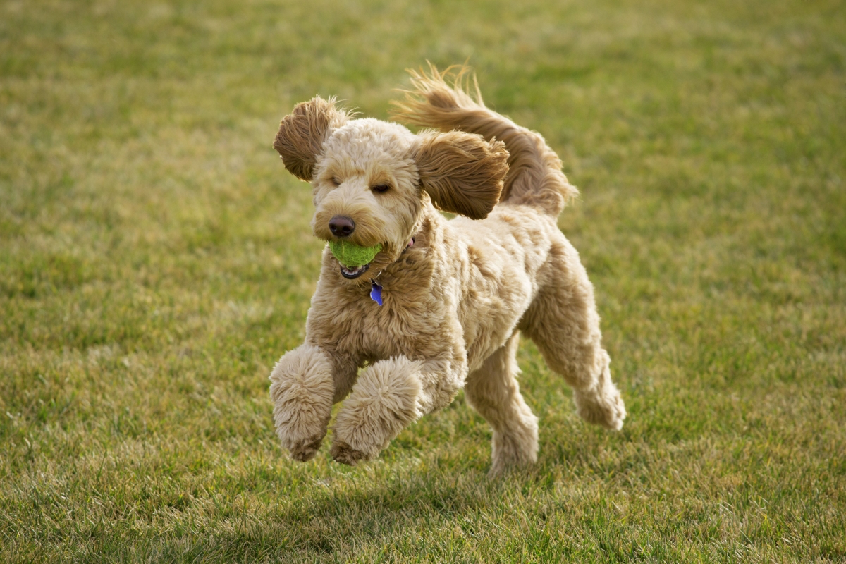 are mini golden doodles good dogs