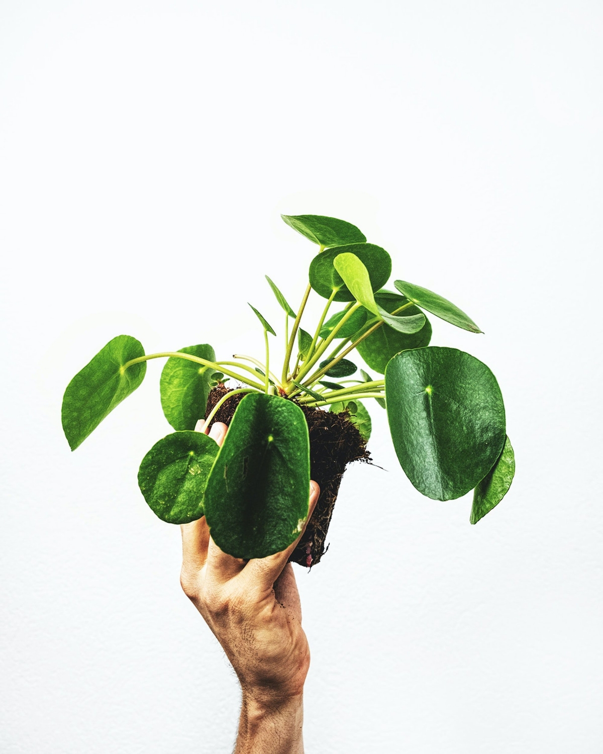 Money Plant Magic: How to Take Care of This Lucky Plant