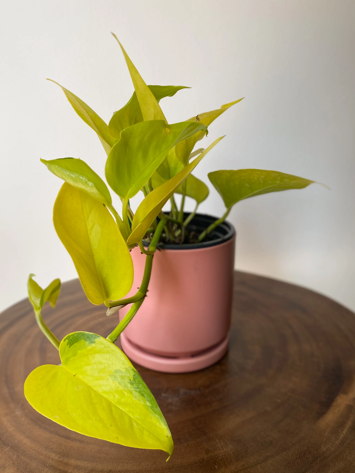 are neon pothos toxic to cats.jpg