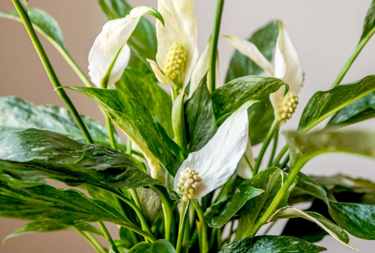 are peace lilies toxic to dogs