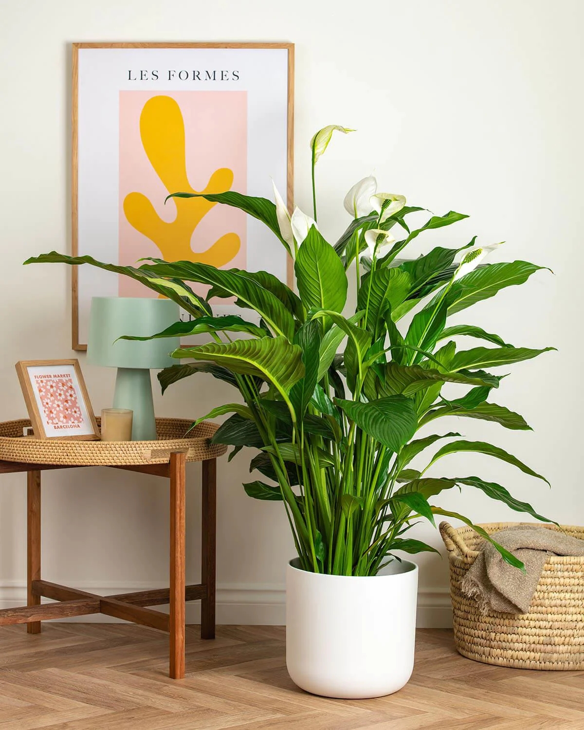 The Beauty of Indoor Lilies: Comprehensive Plant Care Guide