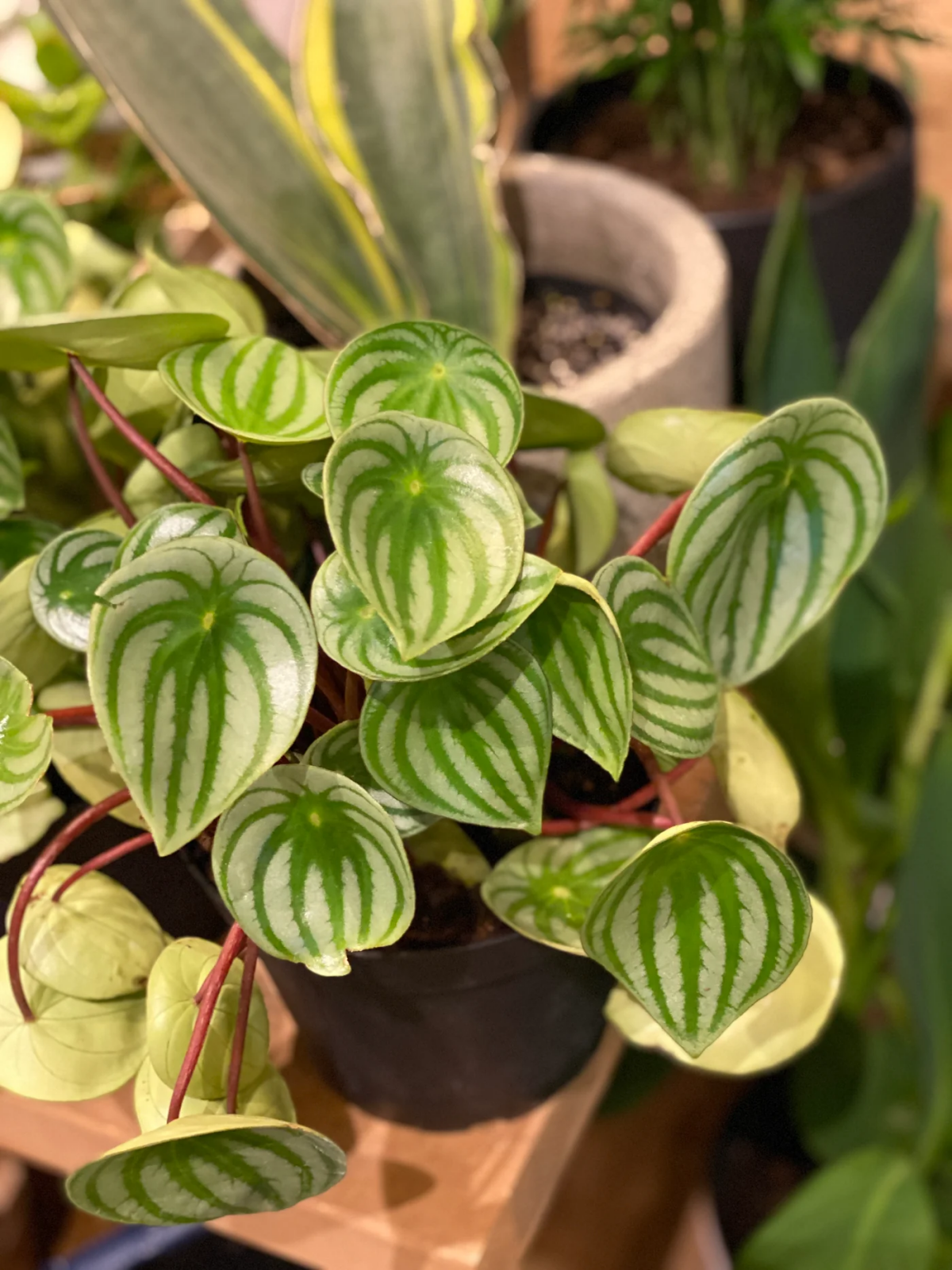 are peperomia toxic to cats.jpg