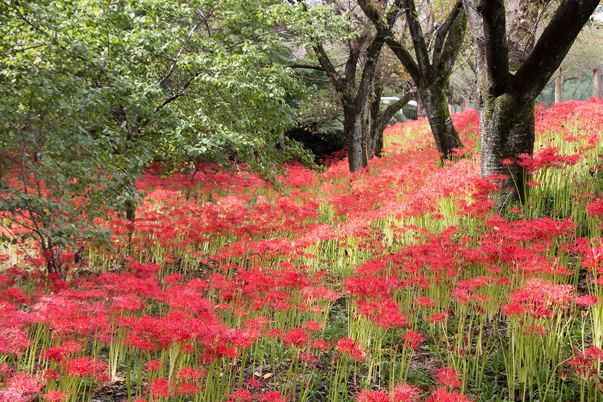 are red spider lilies poisonous