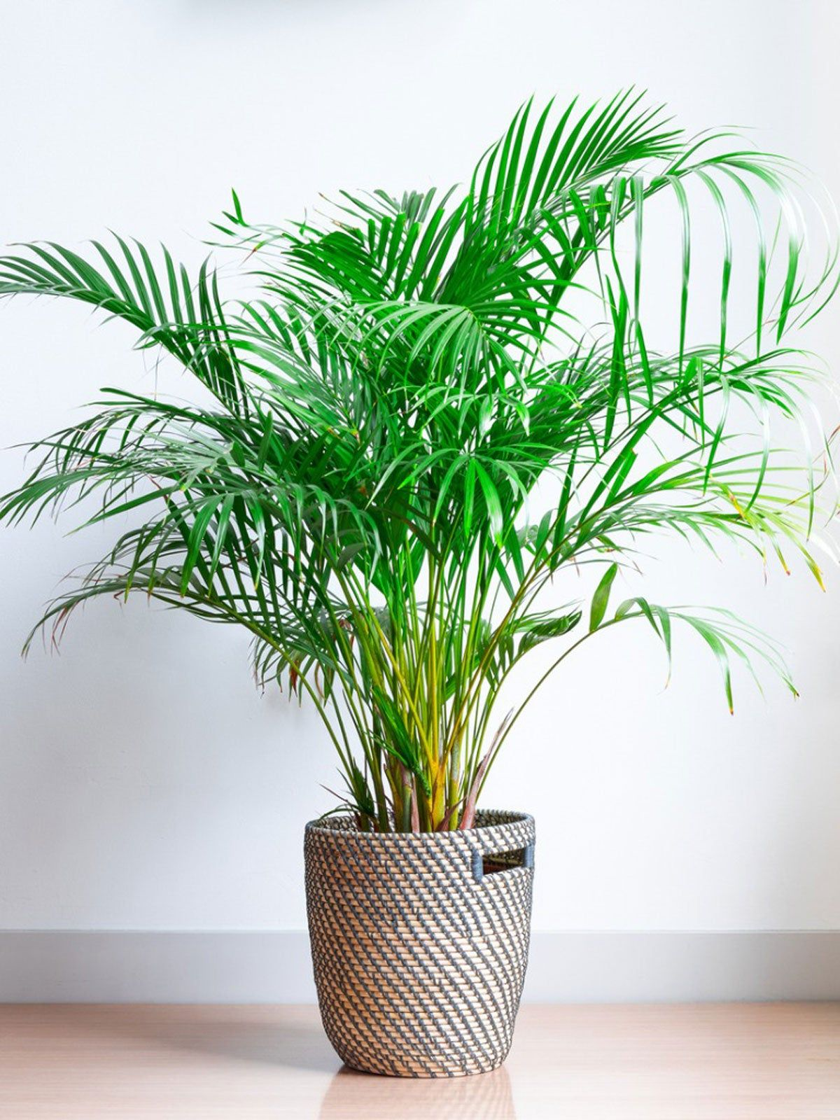 areca palm palm in pot