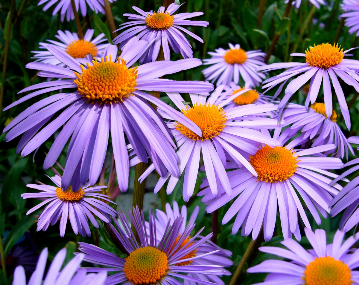 aster flower purple bright flower