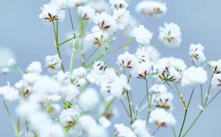 baby breath flowers against the sky