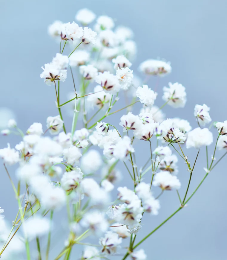 baby breath flowers against the sky