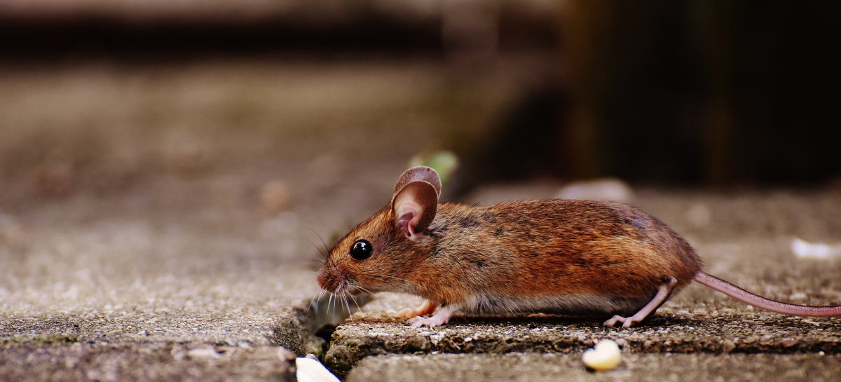 best mouse trap bait mouse running along concrete