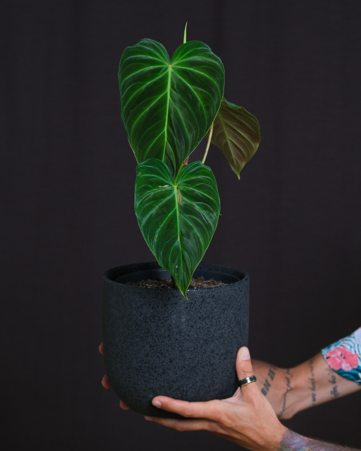 best soil for philodendron gloriosum