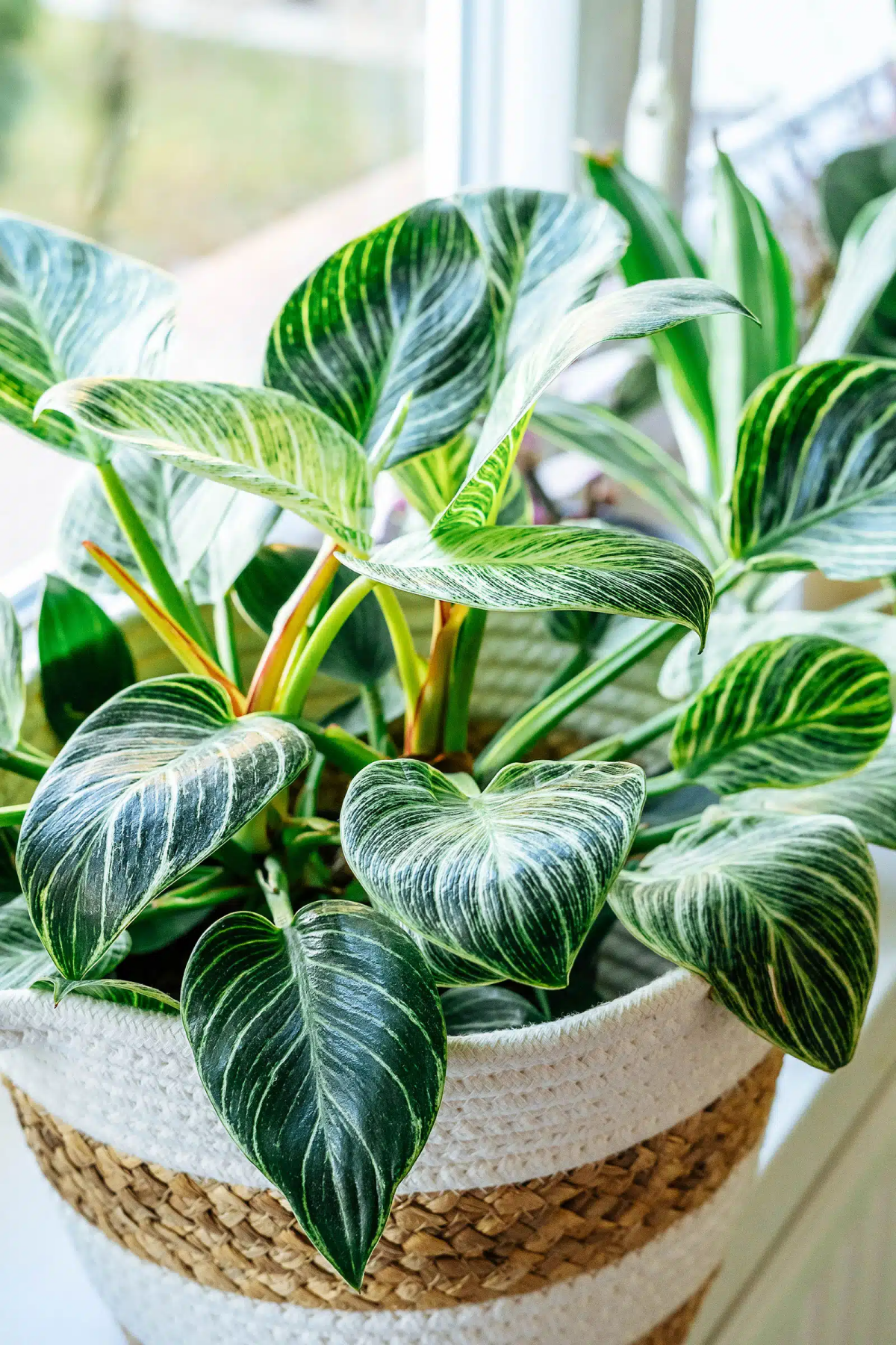 birkin philodendron in pot