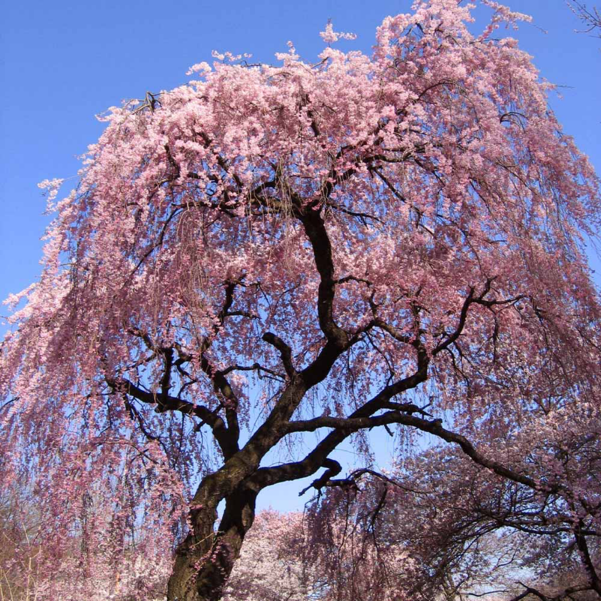 blooming weeping cherry tree