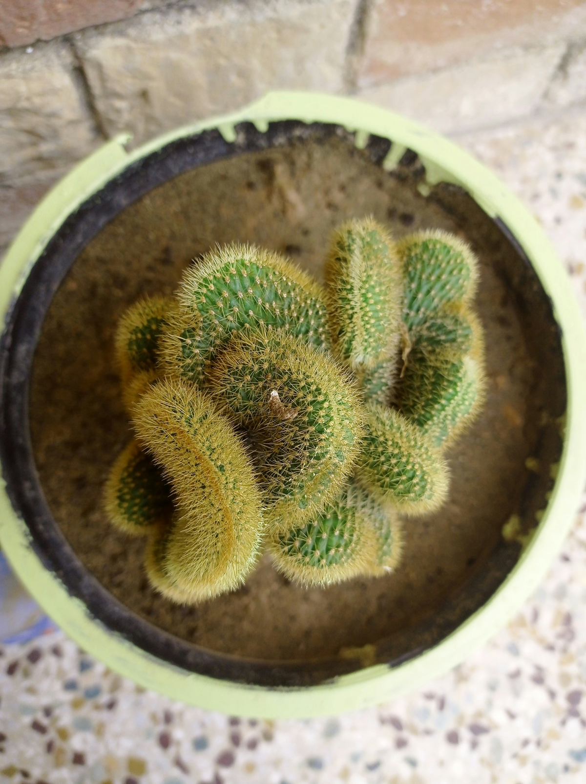 brain cactus in pot