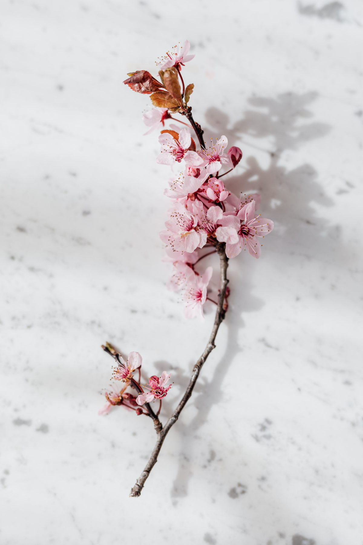 branch of cherry blossoms