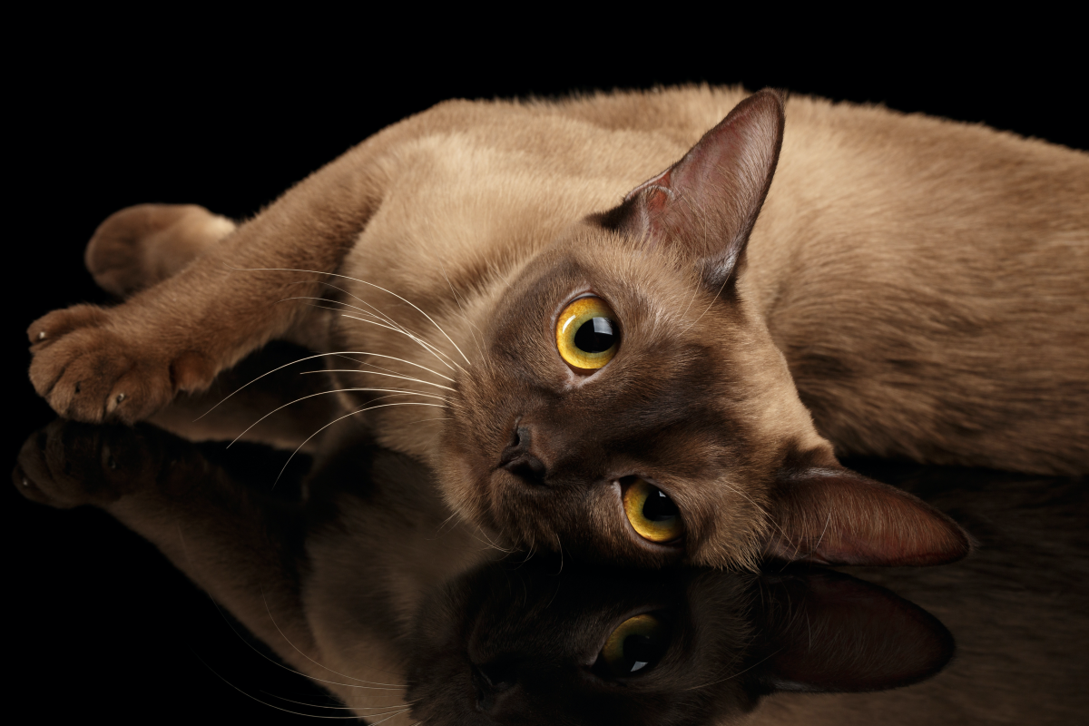 brown burmese cat with yellow eyes