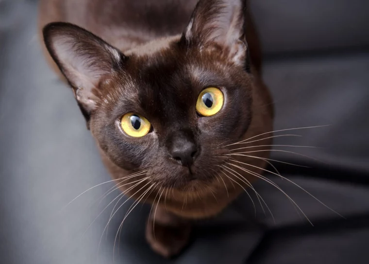 brown cats brown burmese cat