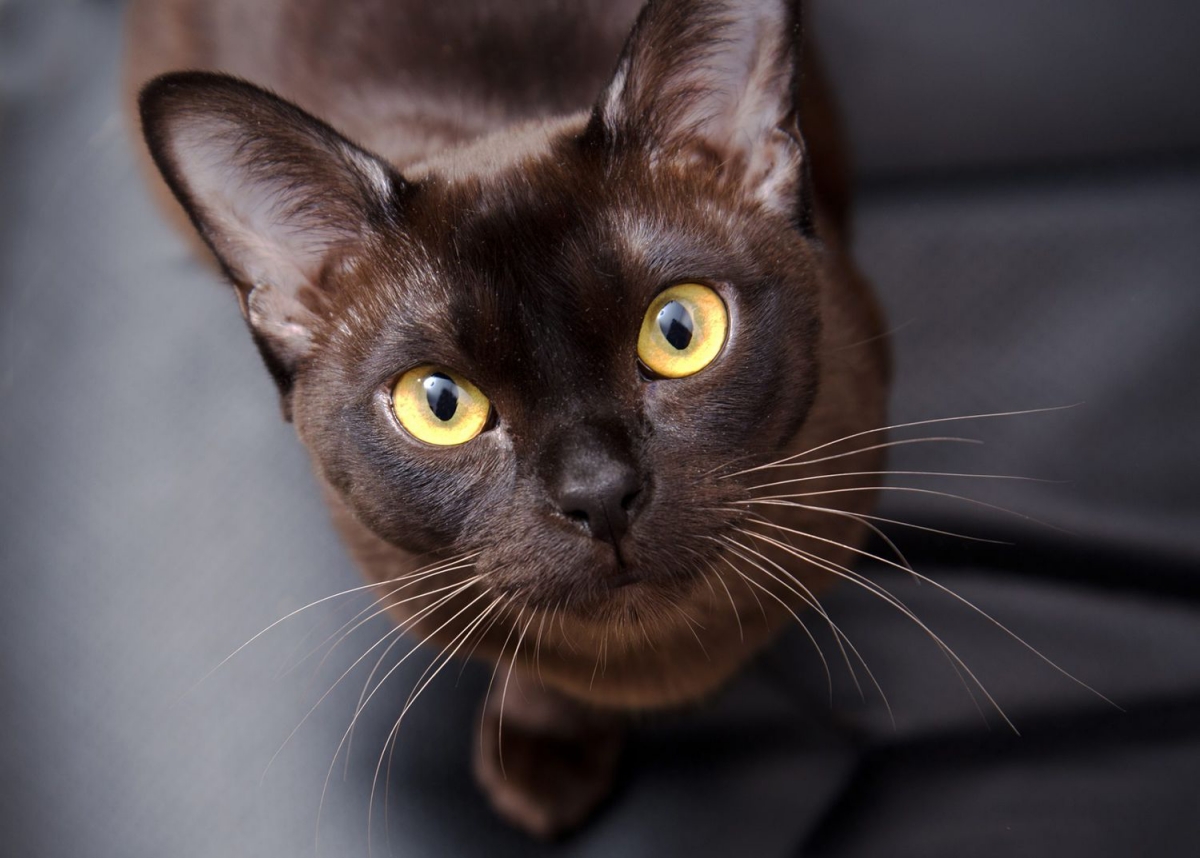 10 Of The Most Beautiful Brown Cat Breeds