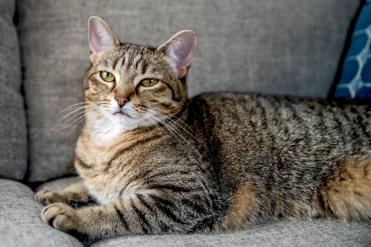 10 Of The Most Beautiful Brown Cat Breeds how-heavy-should-my-cat-be-great-pet-care