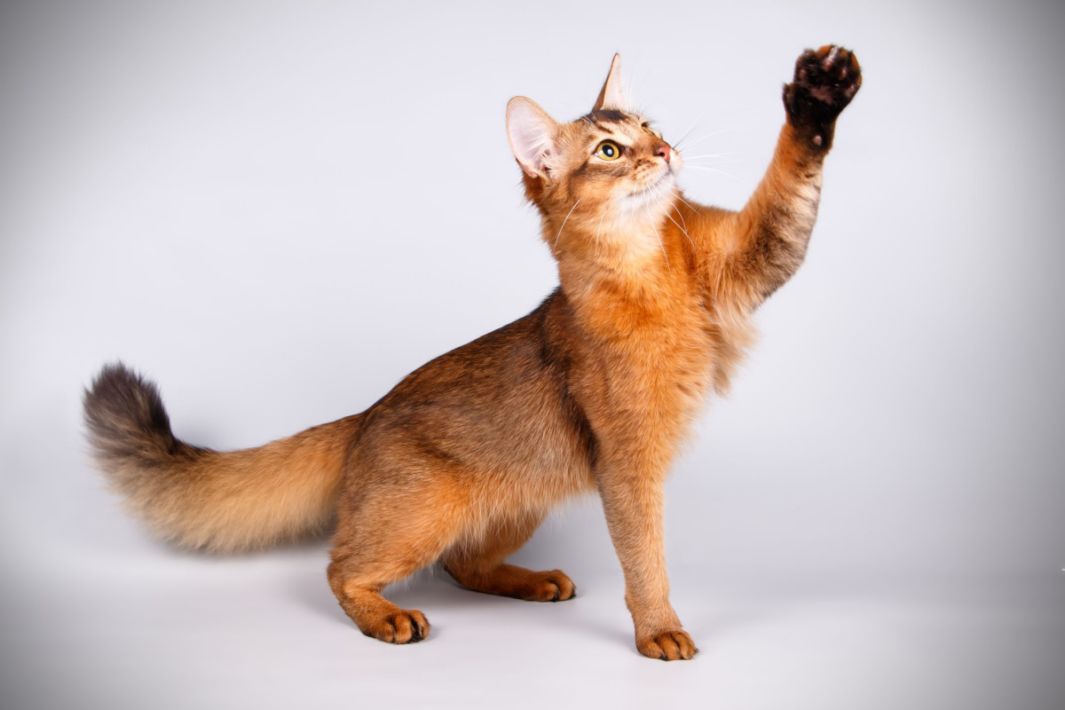 brown cats somali cat