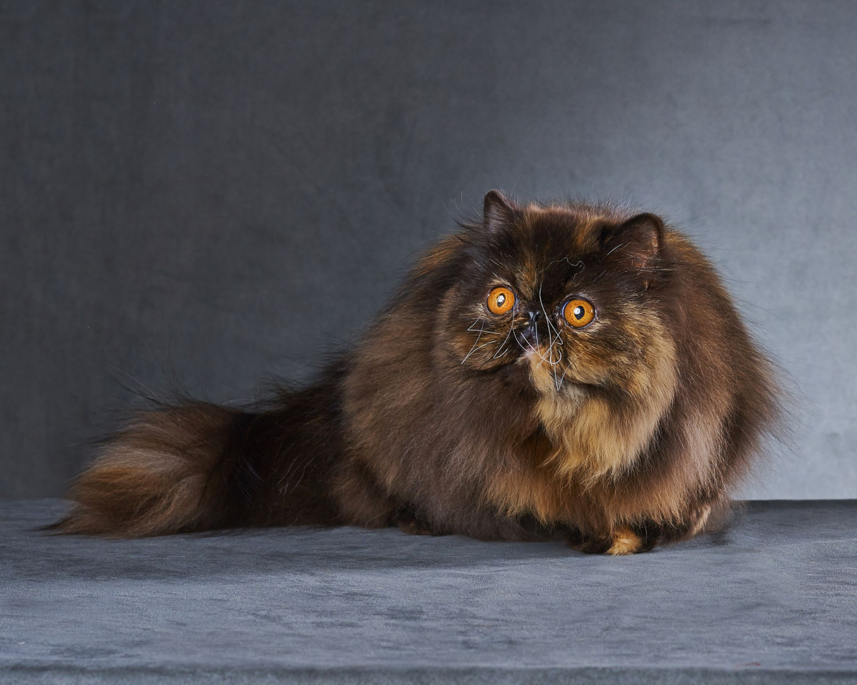 brown persian cat with yellow eyes
