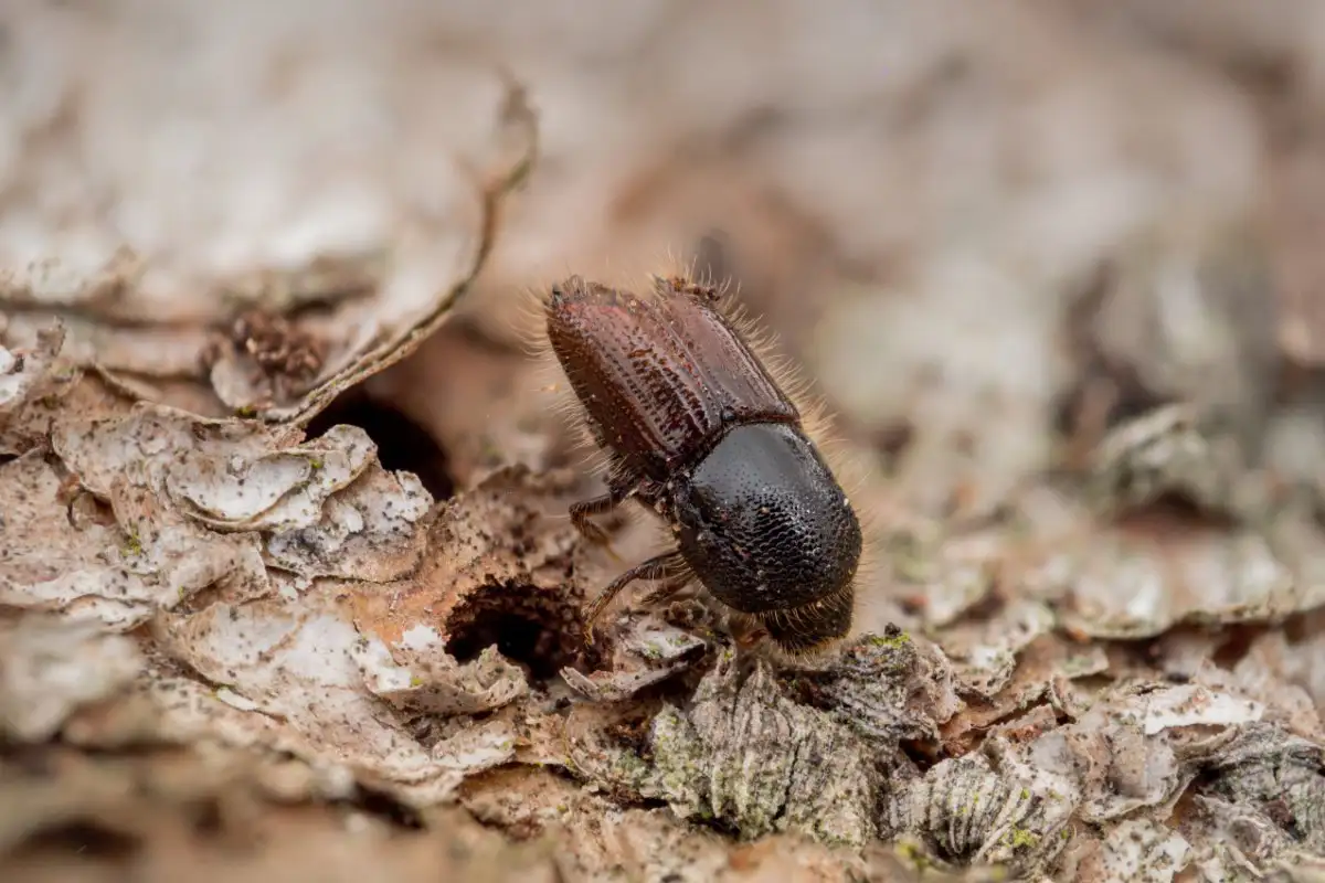 bugs that look like termites bark beetle