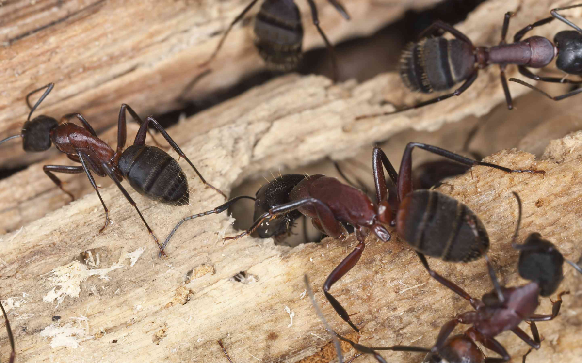 bugs that look like termites carpenter ants