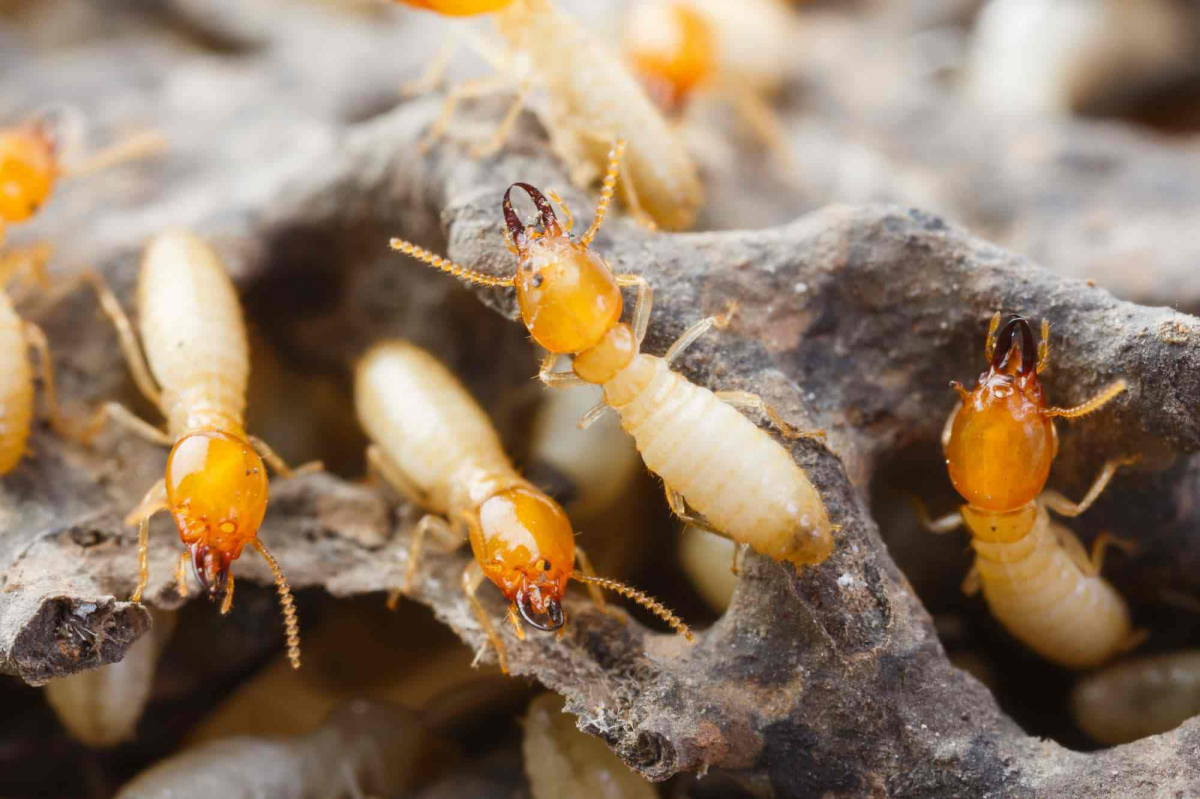 bugs that look like termites termite damage in wood