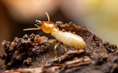 bugs that look like termites termite on wood