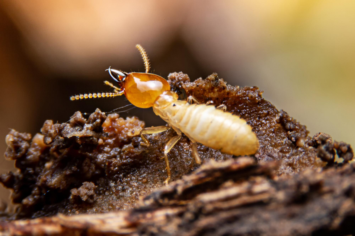 bugs that look like termites termite on wood
