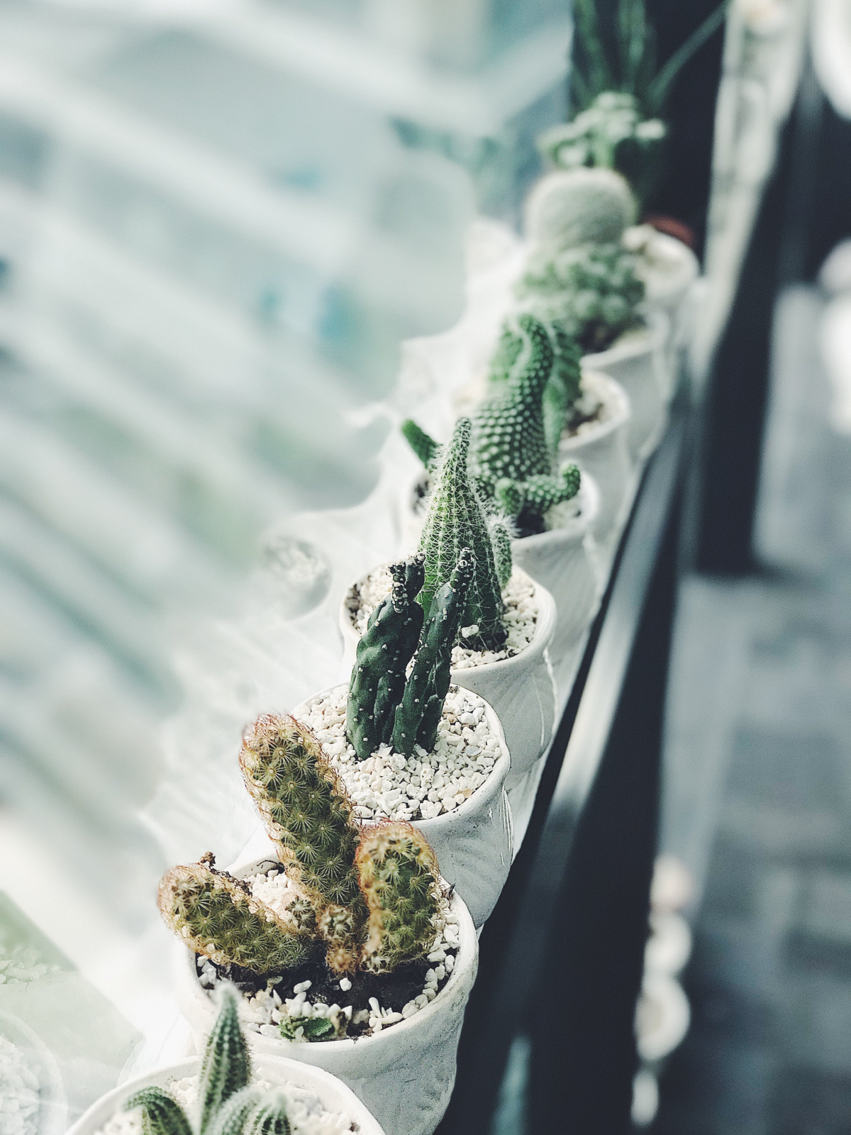 cactus soil cacti in a row