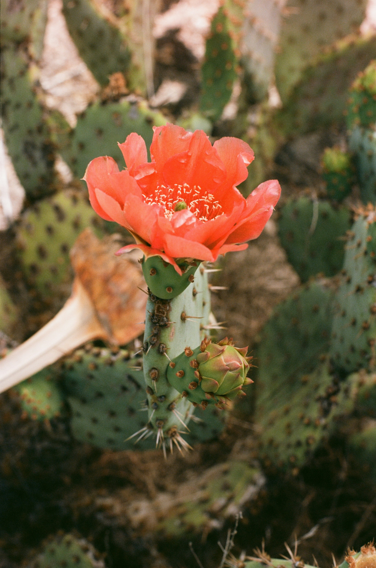 cactus with a pink flower