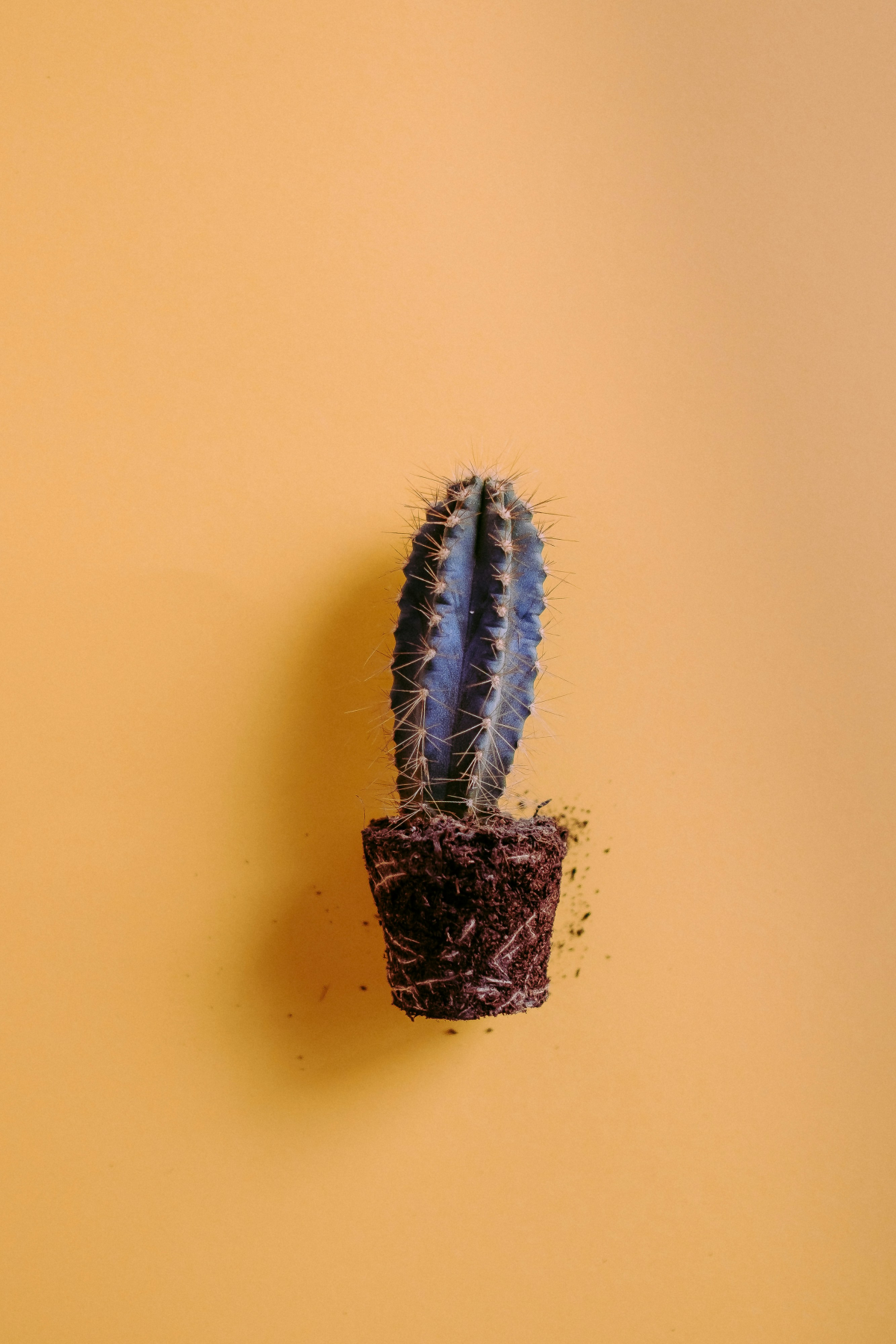 cactus without pot
