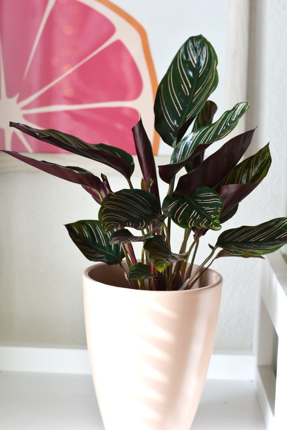 calathea light requirements