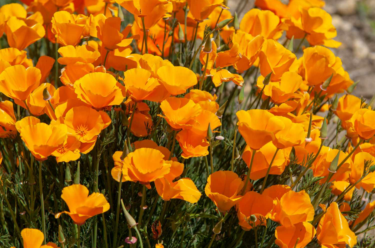 califorinia poppies in a bunch