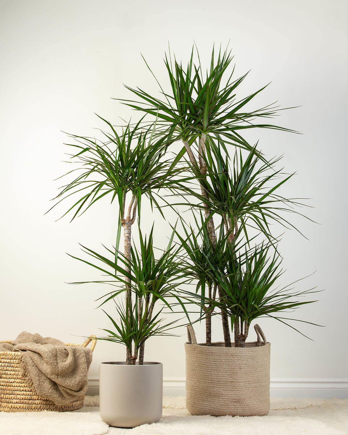 care for a dragon tree tips