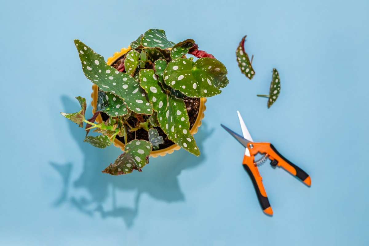 care for polka dot begonia