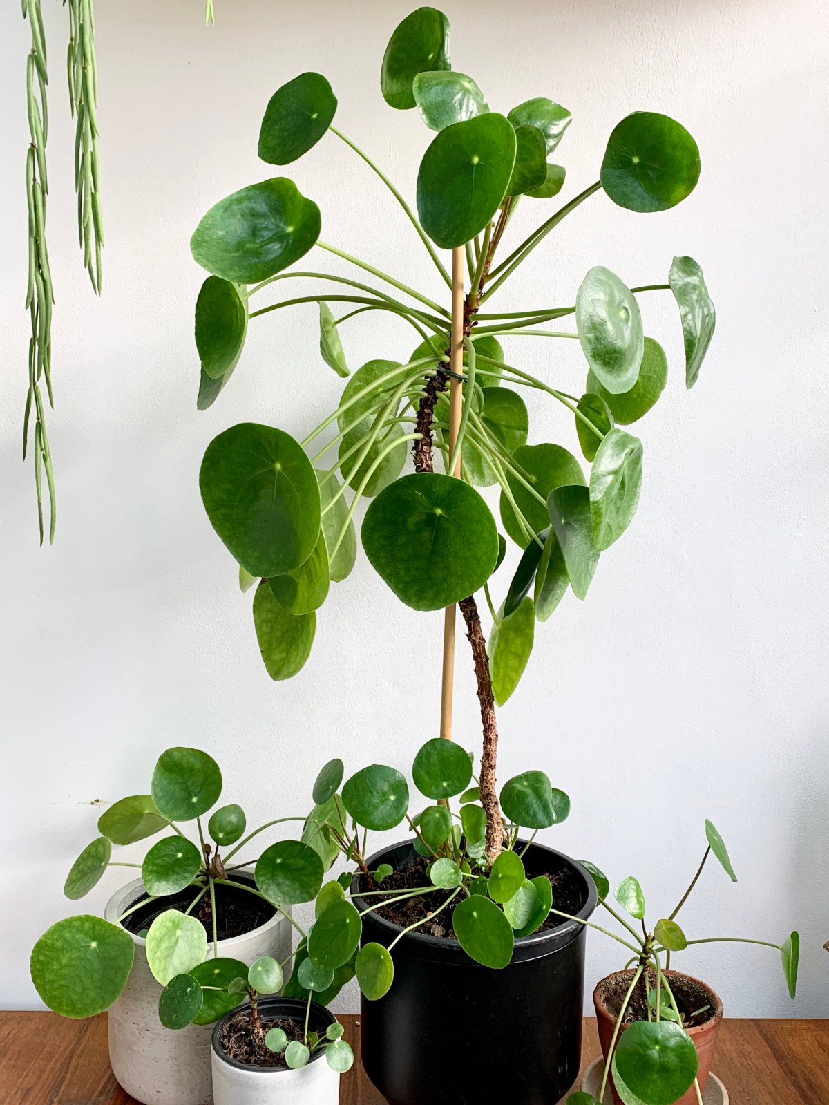 caring for a chinese money plant