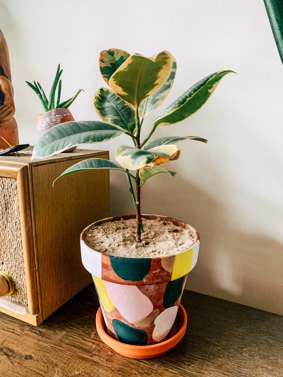 caring for a ficus bonsai tree