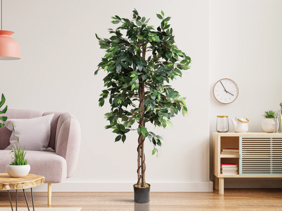 The Ficus Tree Unveiled: How to Take Care of This Indoor Beauty