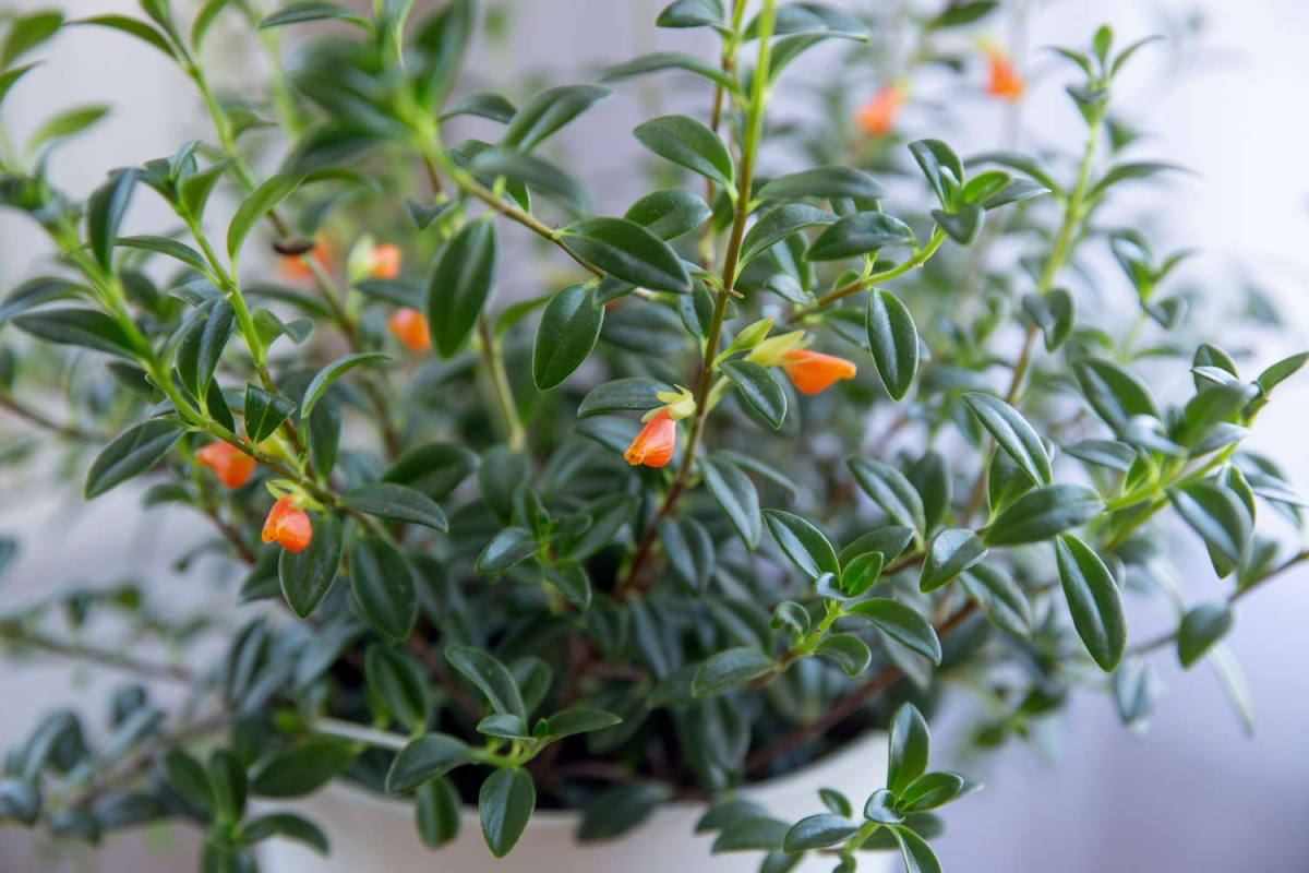 caring for a goldfish plant