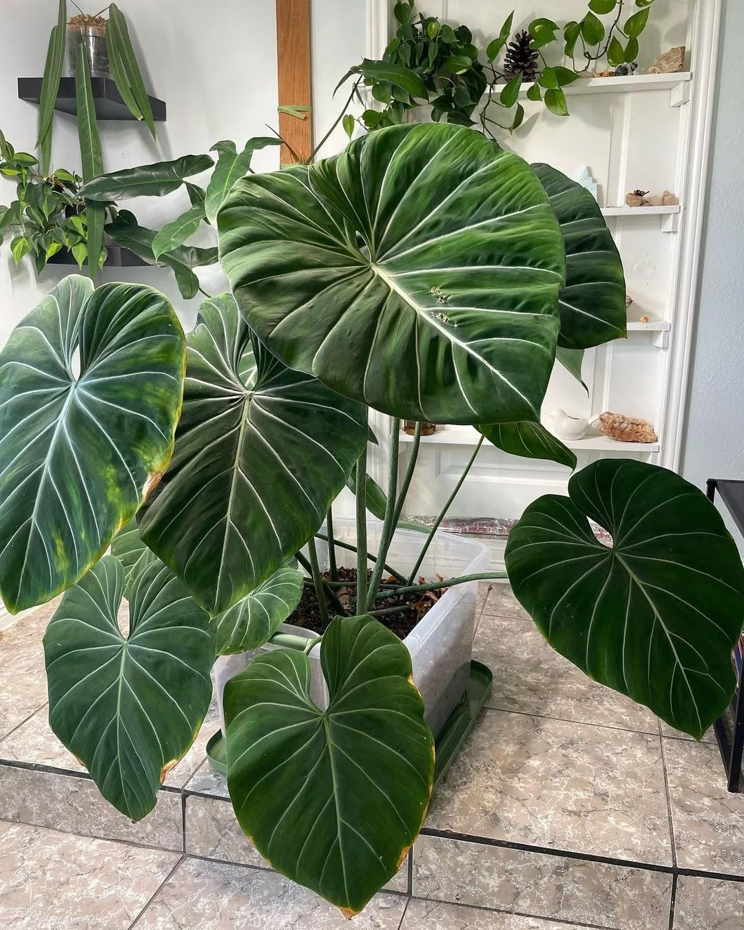 caring for an philodendron gloriosum
