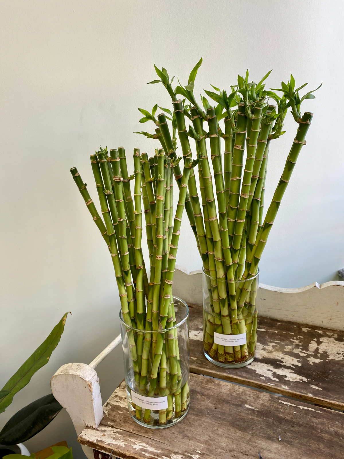 caring for bamboo plant indoor.jpg