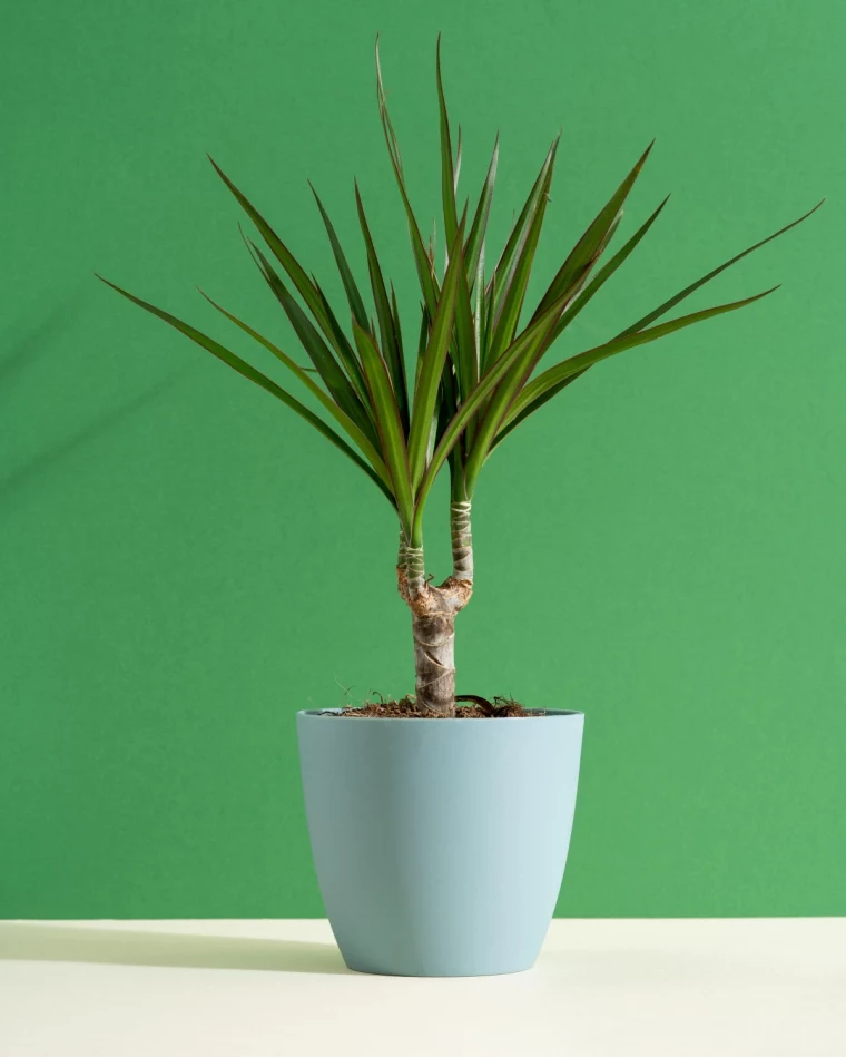 caring for dragon tree tips.jpg