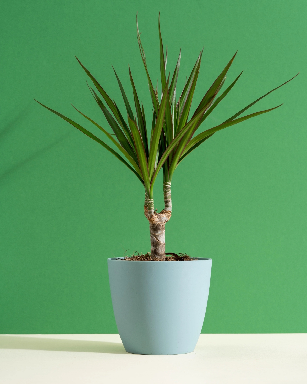 Tame The Dragon Tree With This Comprehensive Plant Care Guide